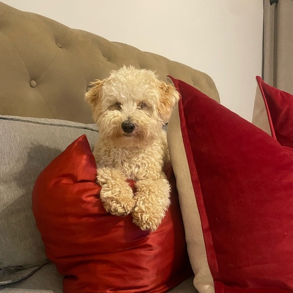 Meet your Posher, Yatica - Picture 1 of 1